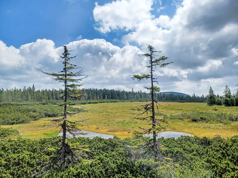 Green, Natural Environment, Nature, Natural Landscape, Vegetation, Wilderness, Cloud, Forest, Ecoregion, Plant Community