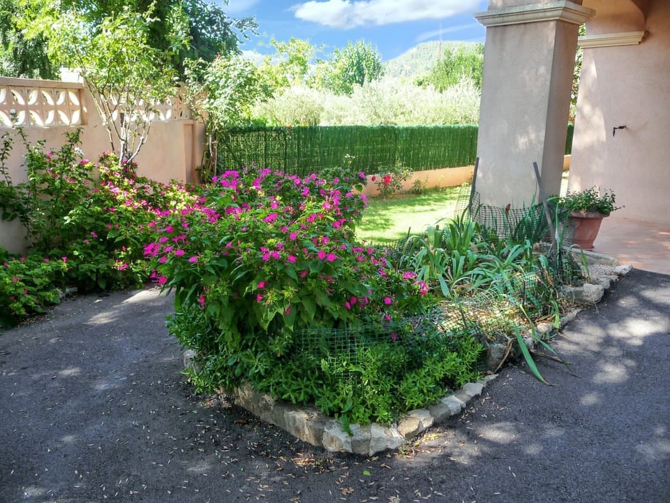 Garden view