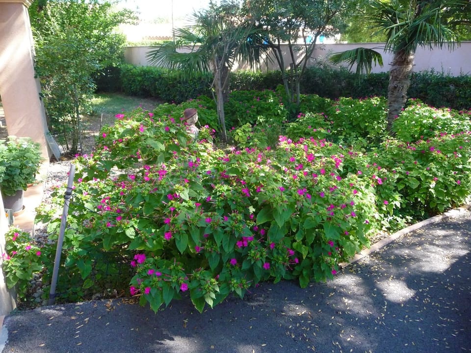 Garden view