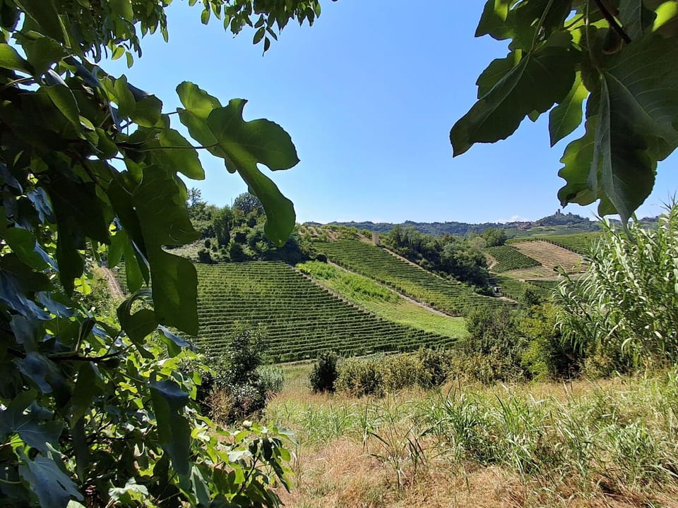 Green, Vegetation, Plant Community, Agriculture, Rural Area, Plantation, Field, Soil, Crop