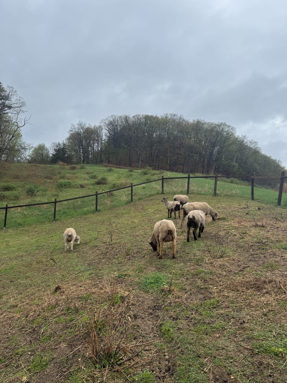 sheep view from the RV
