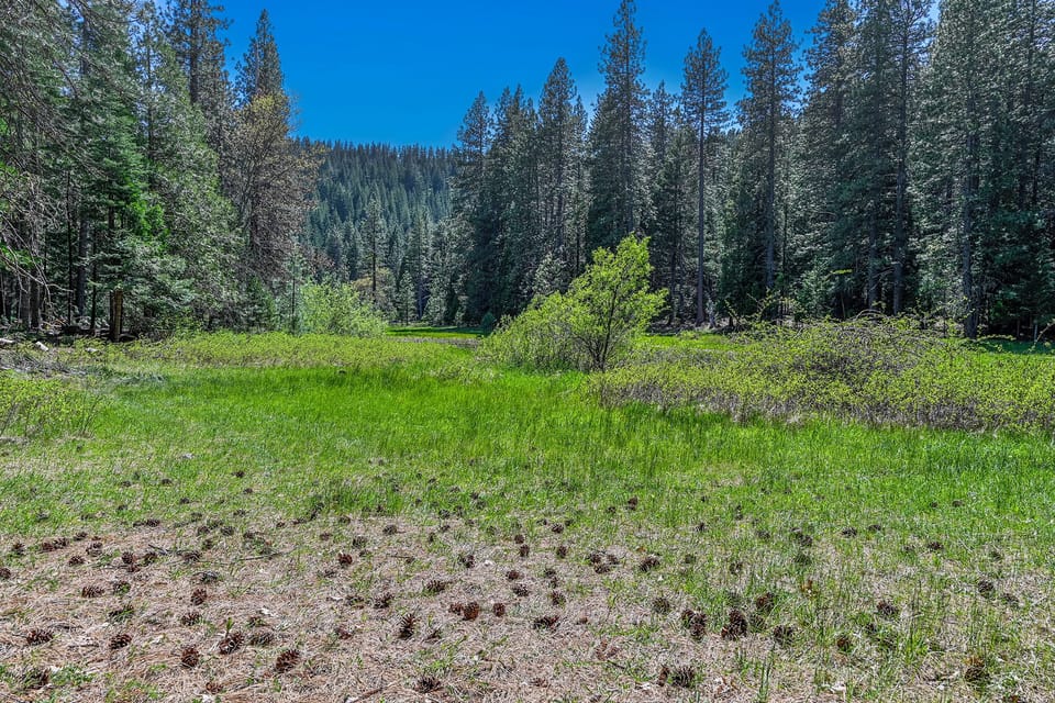 A meadow area.