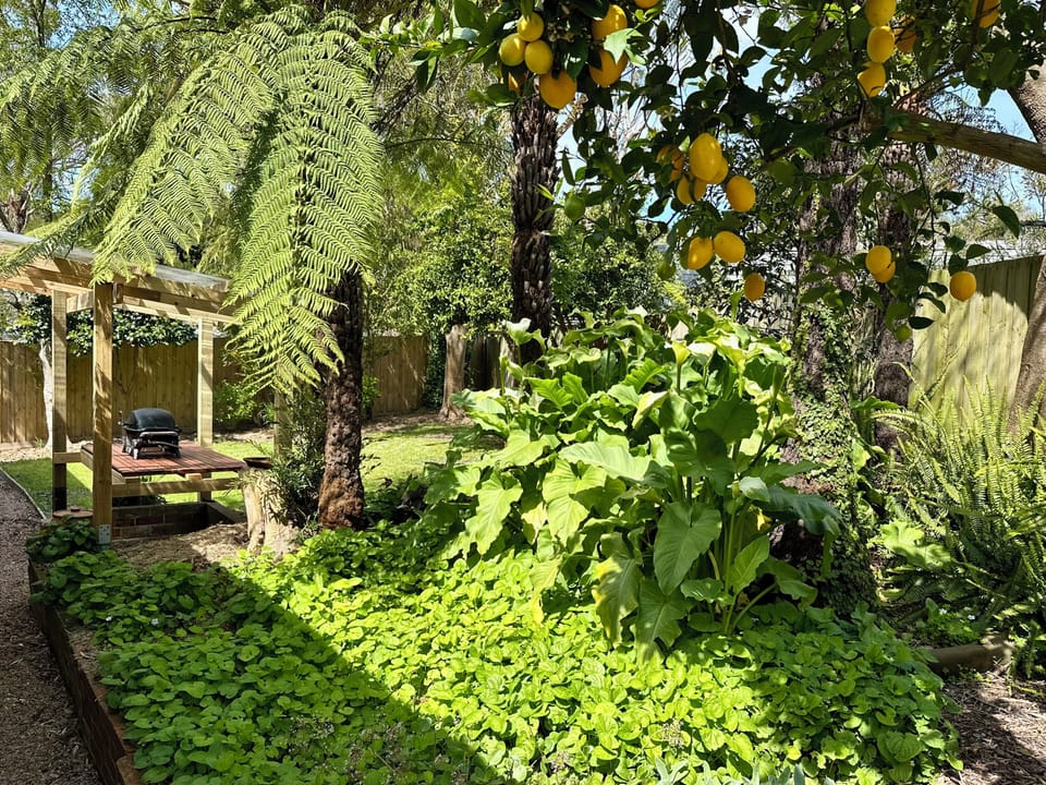 Backyard & lemon tree.