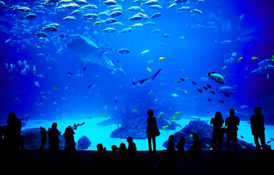 Explore a mesmerizing underwater world just moments from home.