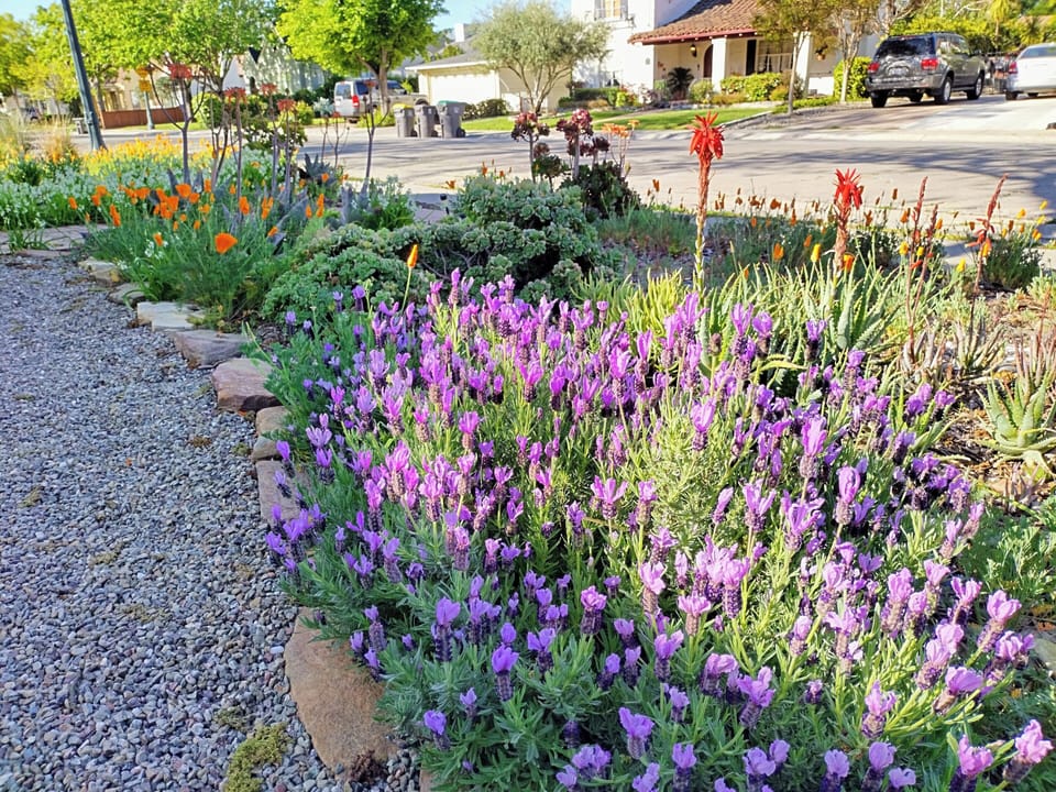 Front yard garden