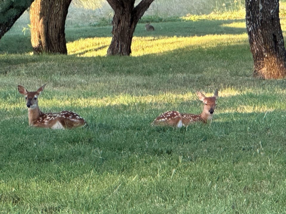 Twin fawns