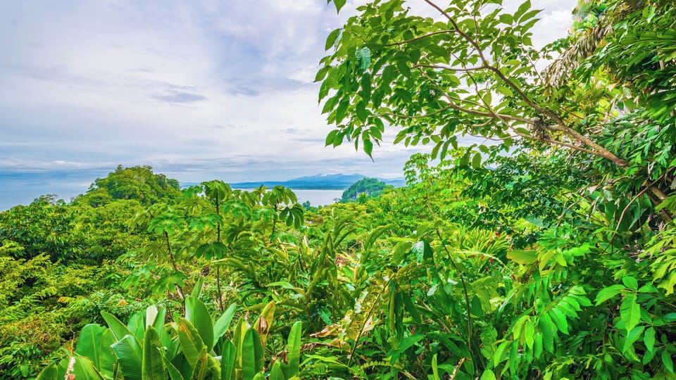 Stunning ocean and jungle view