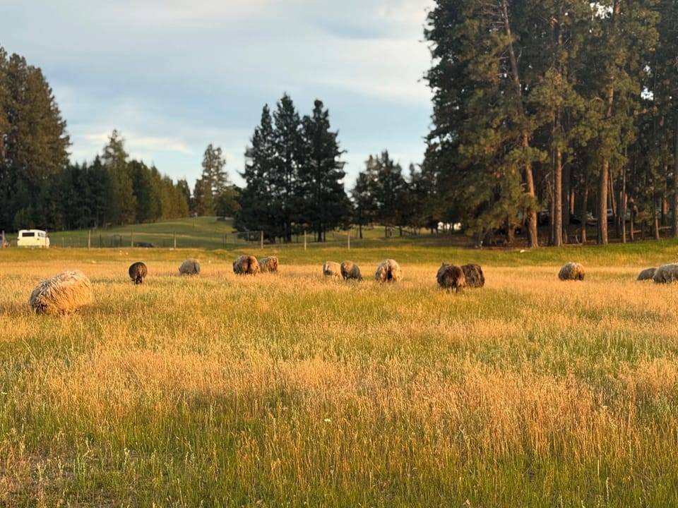 Neighboring property has roughly 40 sheep - there is a fence between properties.
