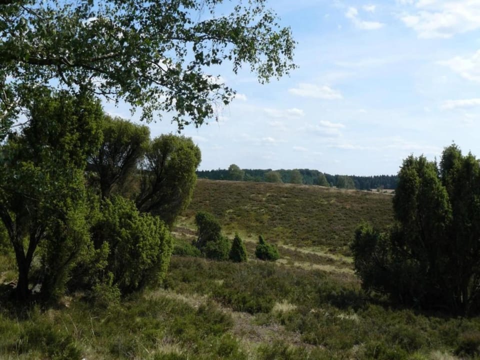 Region [summer] (>5 km)