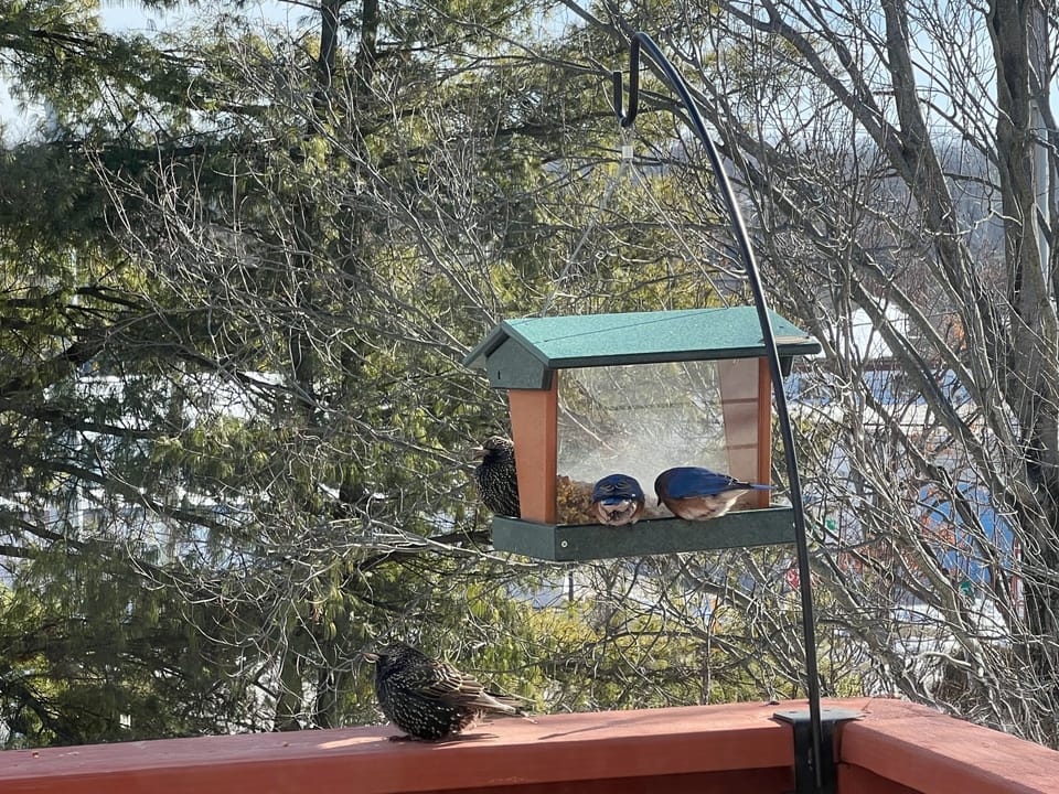 Enjoy the birds on your porch!