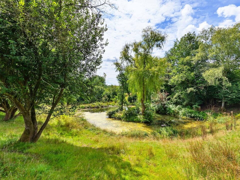 Tree, Green, Grass, Nature, Natural Environment, Leaf, Vegetation, Natural Landscape, Shrub, Plant Community