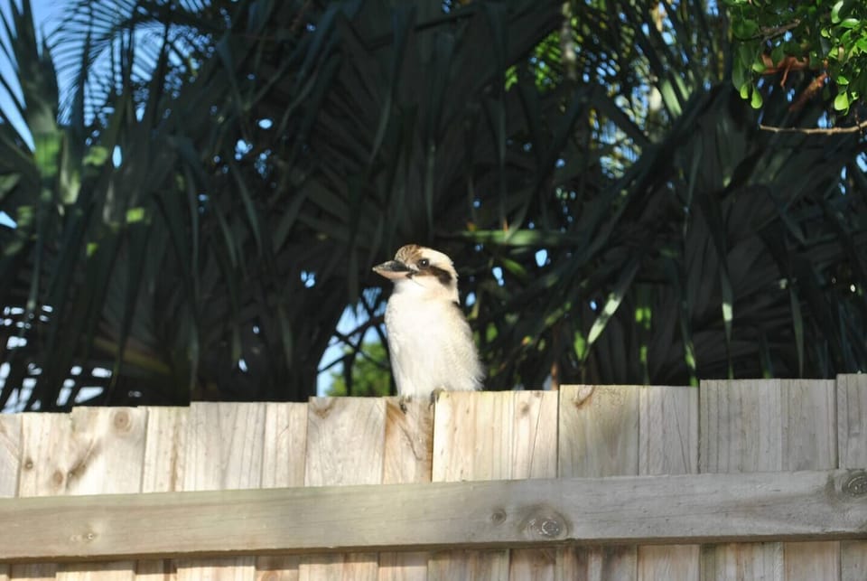 Regular Visitor
