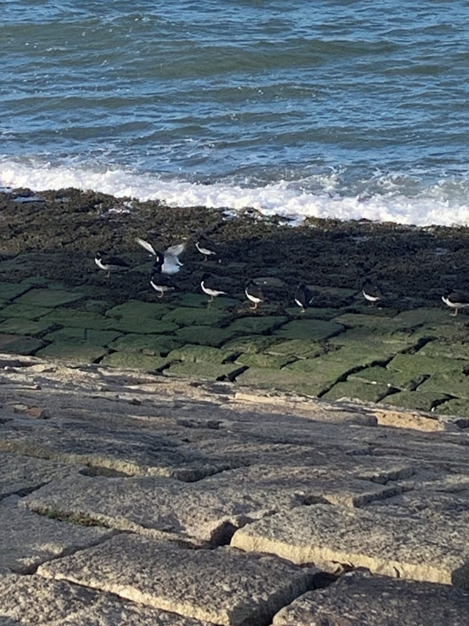 sea walk and oyster catchers