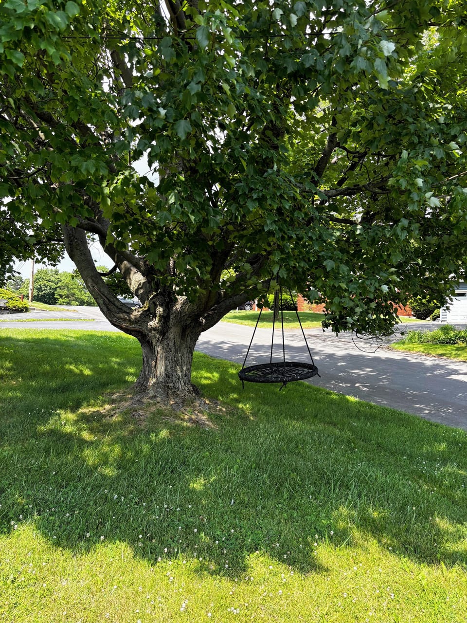 Home Exterior (Front Yard): Shady tree with round rope swing.