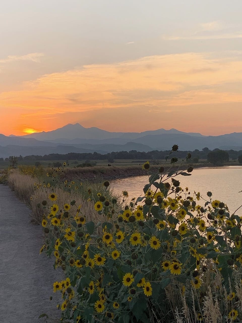 Sun Flowers Under a Mountain Sunset!