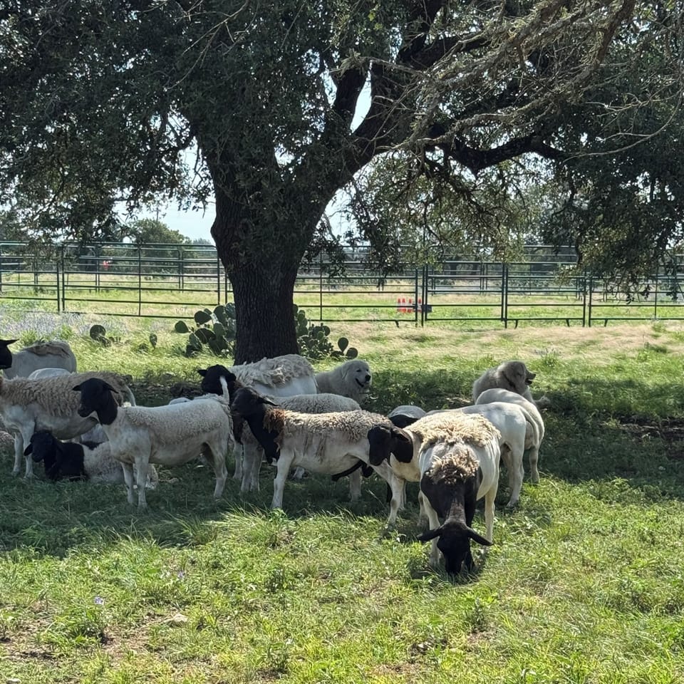 Sheep