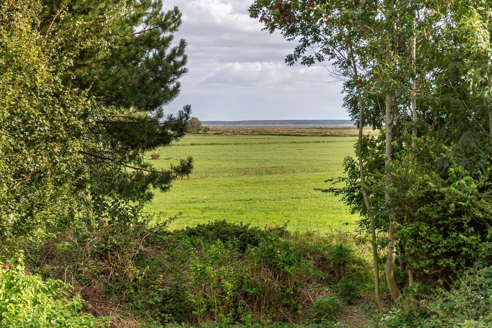 View of a Green Meadow Landscape