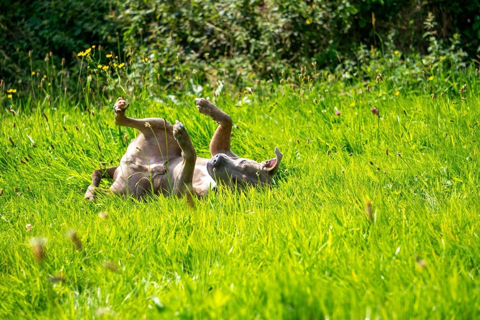 Miscellaneous