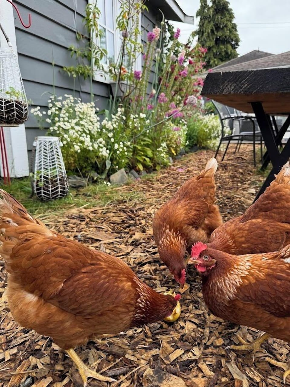 Laying hens live amongst the vegetable garden in their own fenced area and coop.