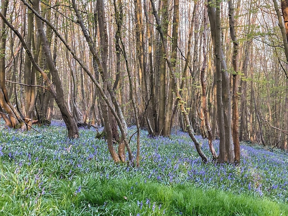 Surrounding area | Linnet - Woodsell Farm, Faversham