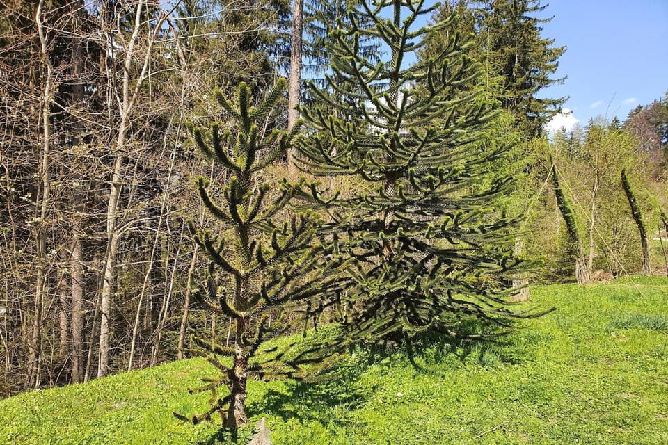Surroundings [summer] (1-5 km)