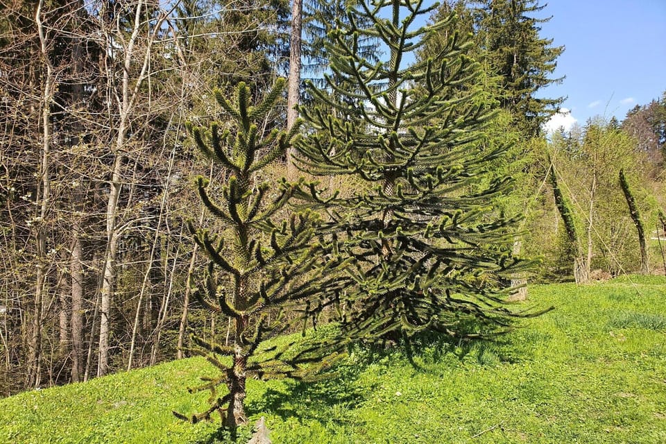 Surroundings [summer] (1-5 km)