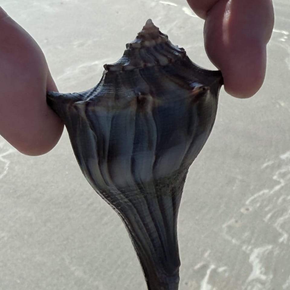 Look for nature's treasures on relaxing beach walks.