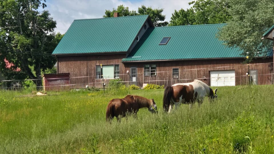 Bring your horses and use our paddock for a fee, or enjoy watching ours (if out)