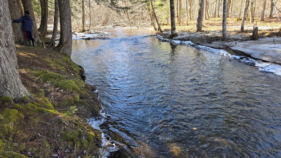 The stream is an easy walk for relatively fit people. All risk assumed by guest