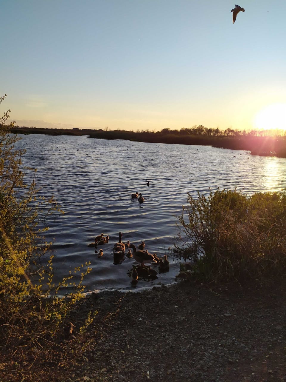 A peaceful lake at sunset features a flock of ducks swimming near the shore. Shrubs frame the scene on the sides, and a bird is captured flying in the sky, adding to the tranquil atmosphere.