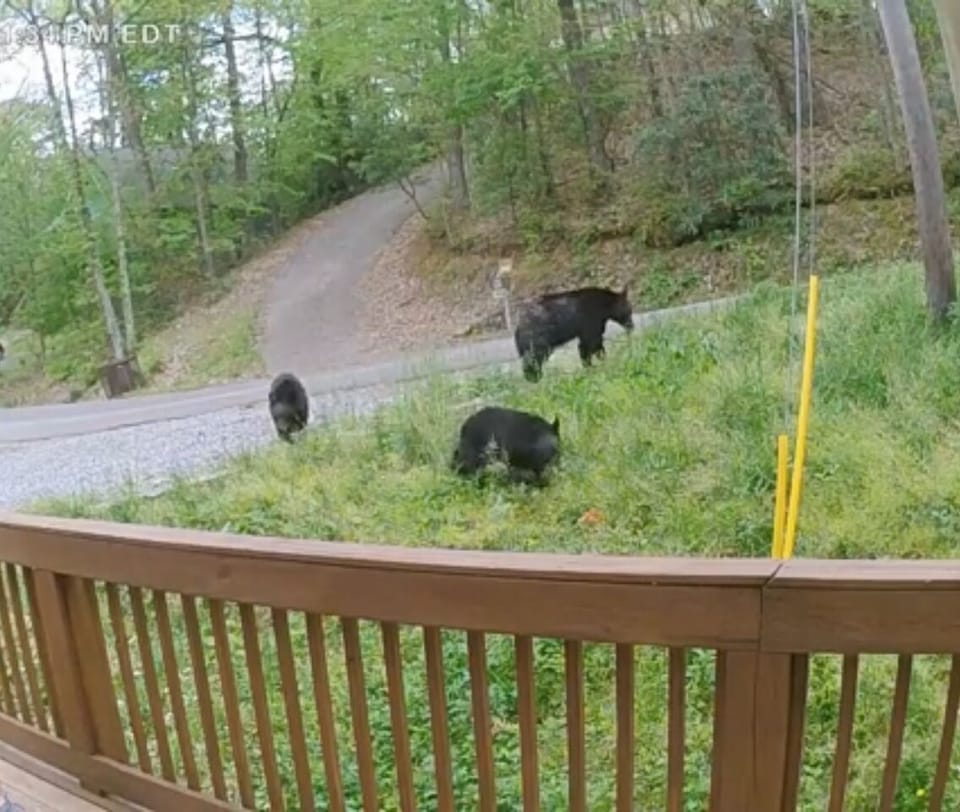 Bears! Bears! Bears!