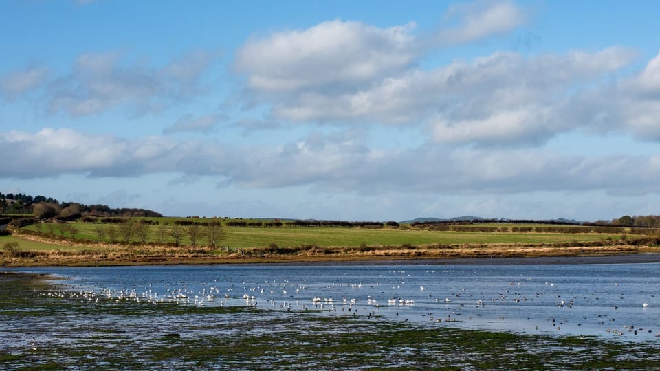 The Apple House - wading birds in the wildlife haven of Budle Bay