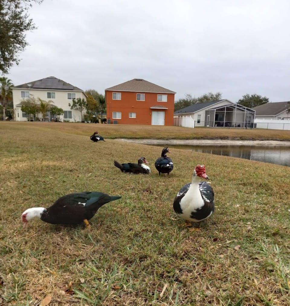 Ducks & the pond