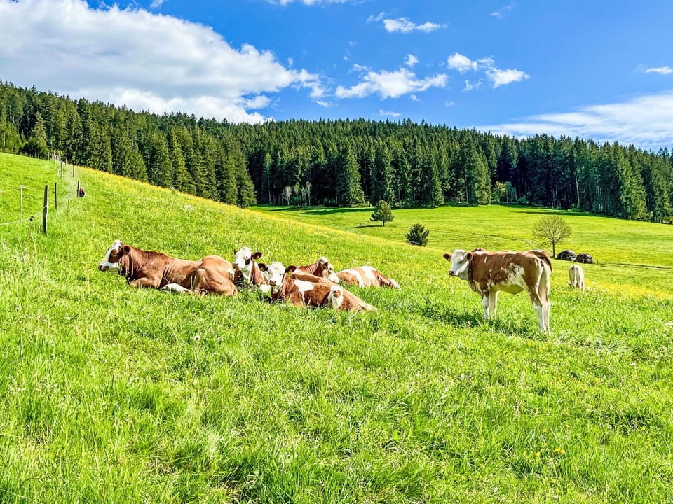 Grass, Green, Natural Environment, Pasture, Grassland, Summer, Herd, Field