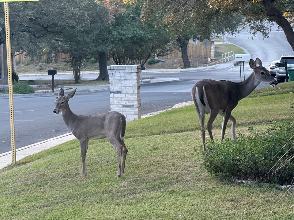 Front Yard with Deer