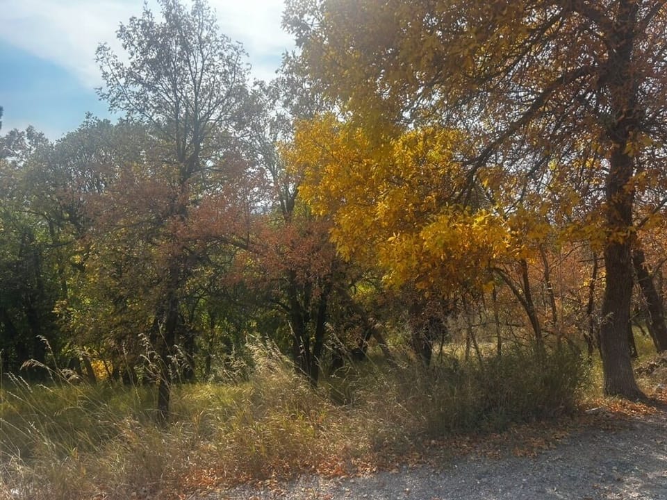 DBE47BFD-A975-416E-A865-BE2A2B50A236_1_105_c