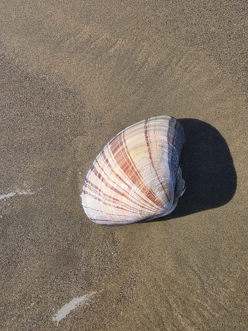 Pismo clam