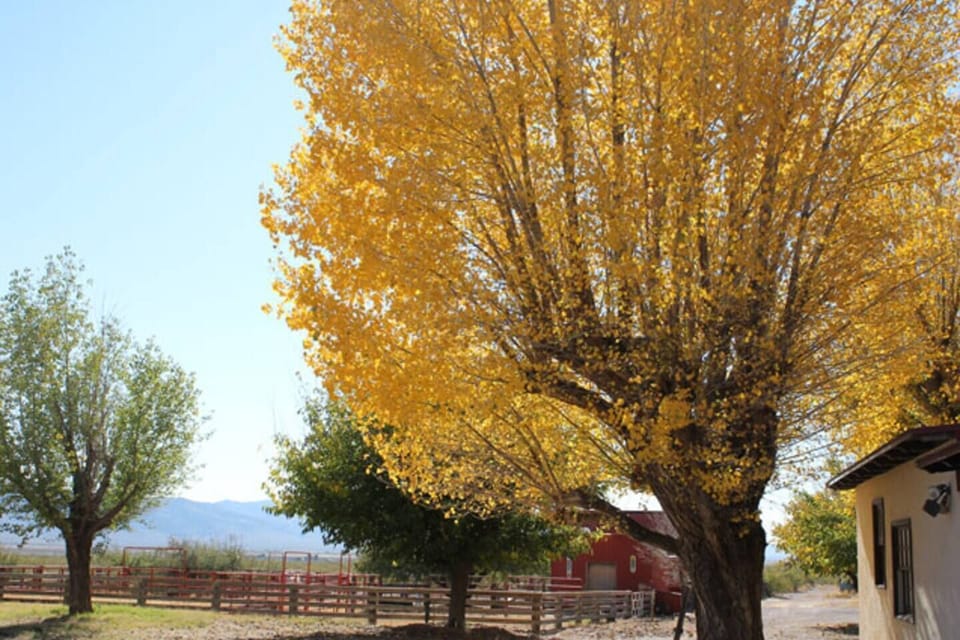 Fall colors at Four Bar Cottages