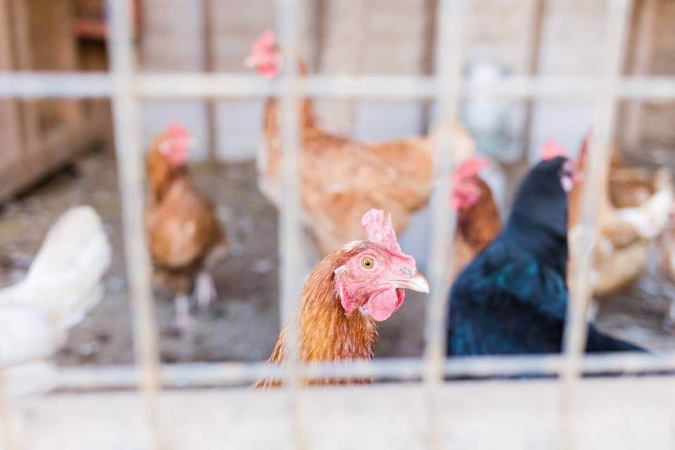 Chickens are on property--fresh eggs available upon request (subject to availability!).