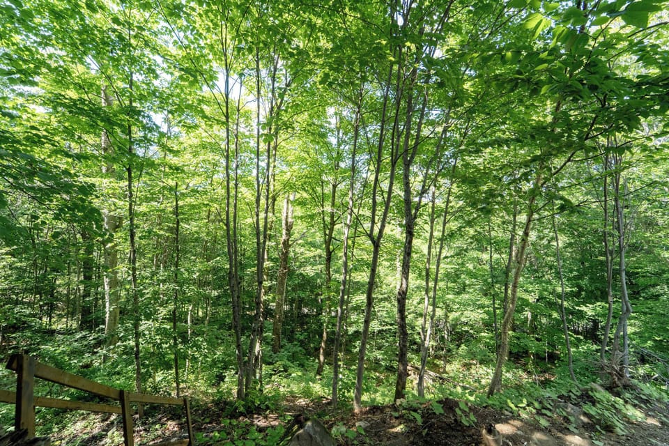     Beautiful forest surroundings offering peace and privacy.
