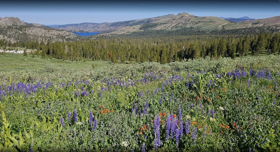 The Carson Pass trails with spectacular views and wildflowers at 10 mins away