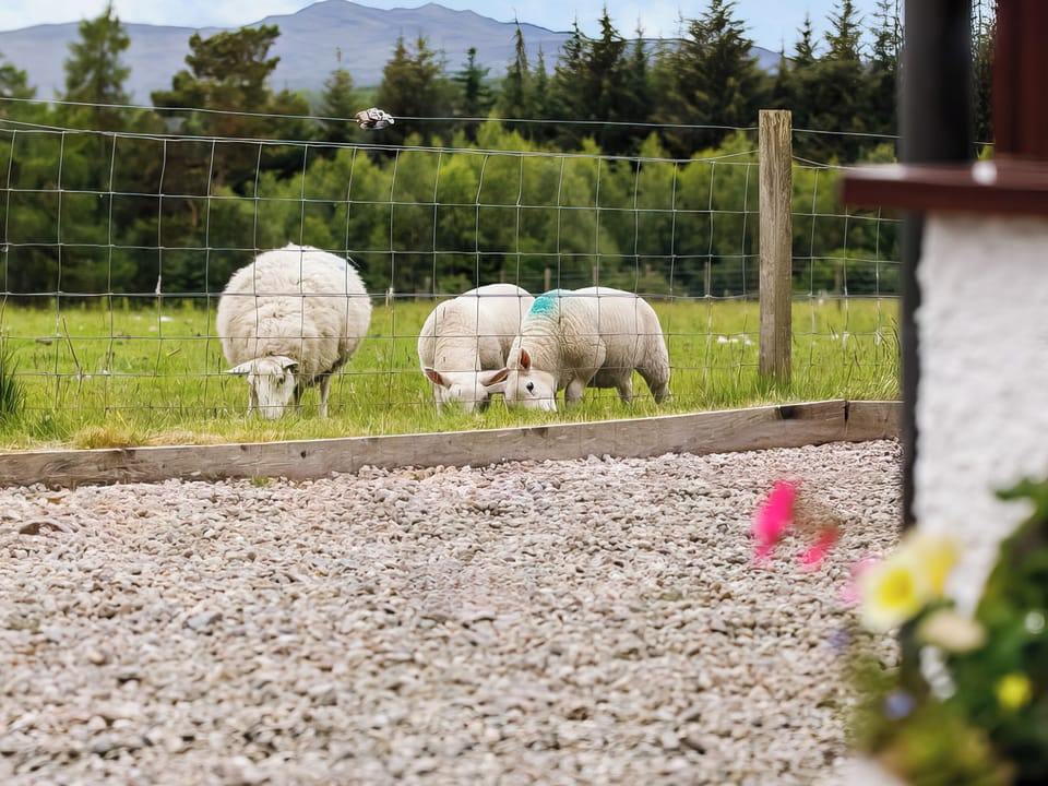 Exterior | Drumlea Cottage, Bonar Bridge, near Lairg