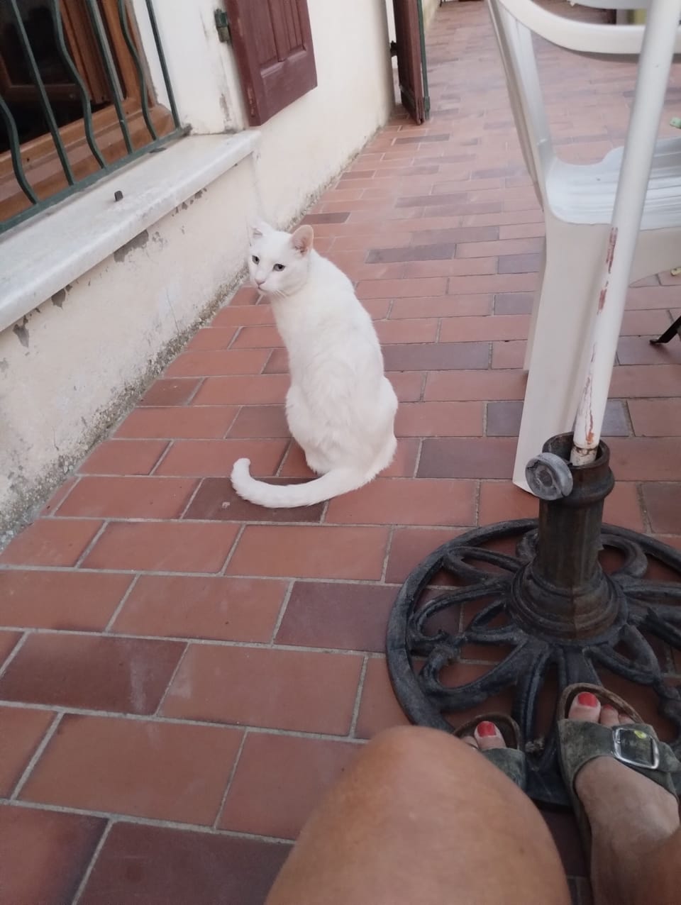 Pet-friendly