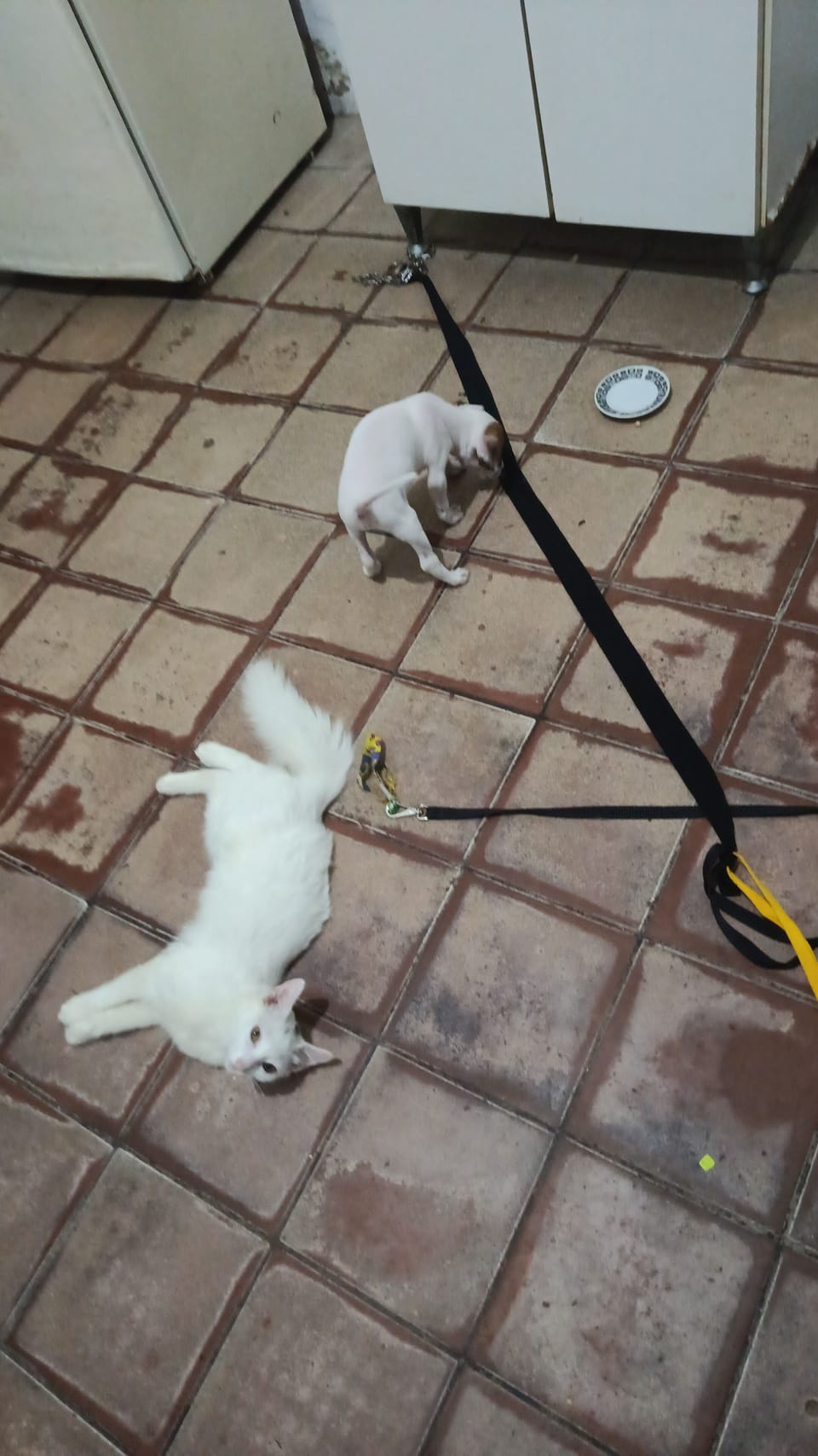 Pet-friendly