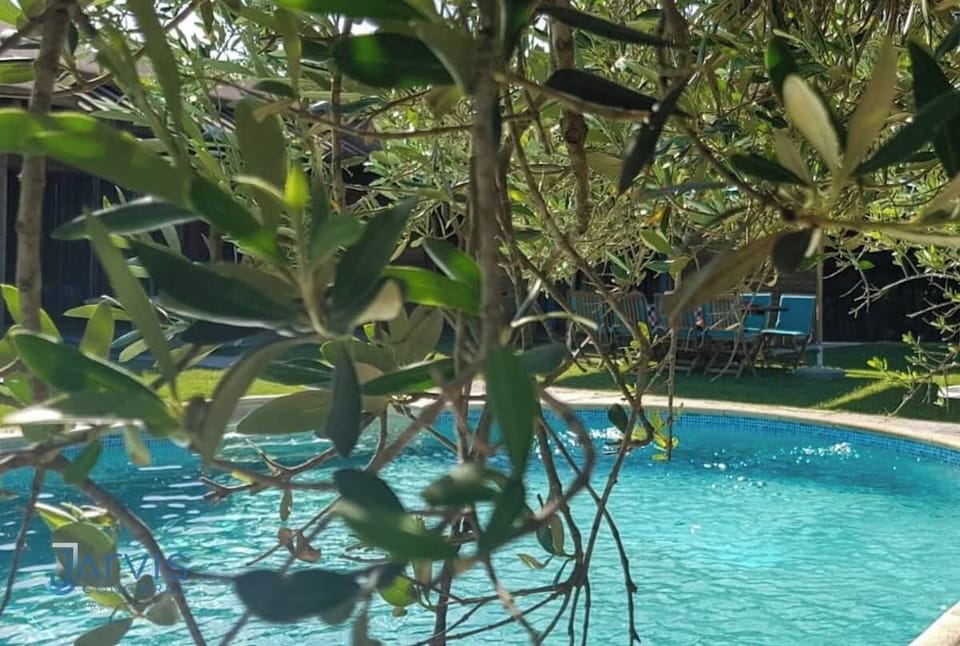 Vue poétique à travers un olivier sur la piscine du domaine. Un instant de calme et de lumière, parfait pour savourer la nature en toute sérénité.