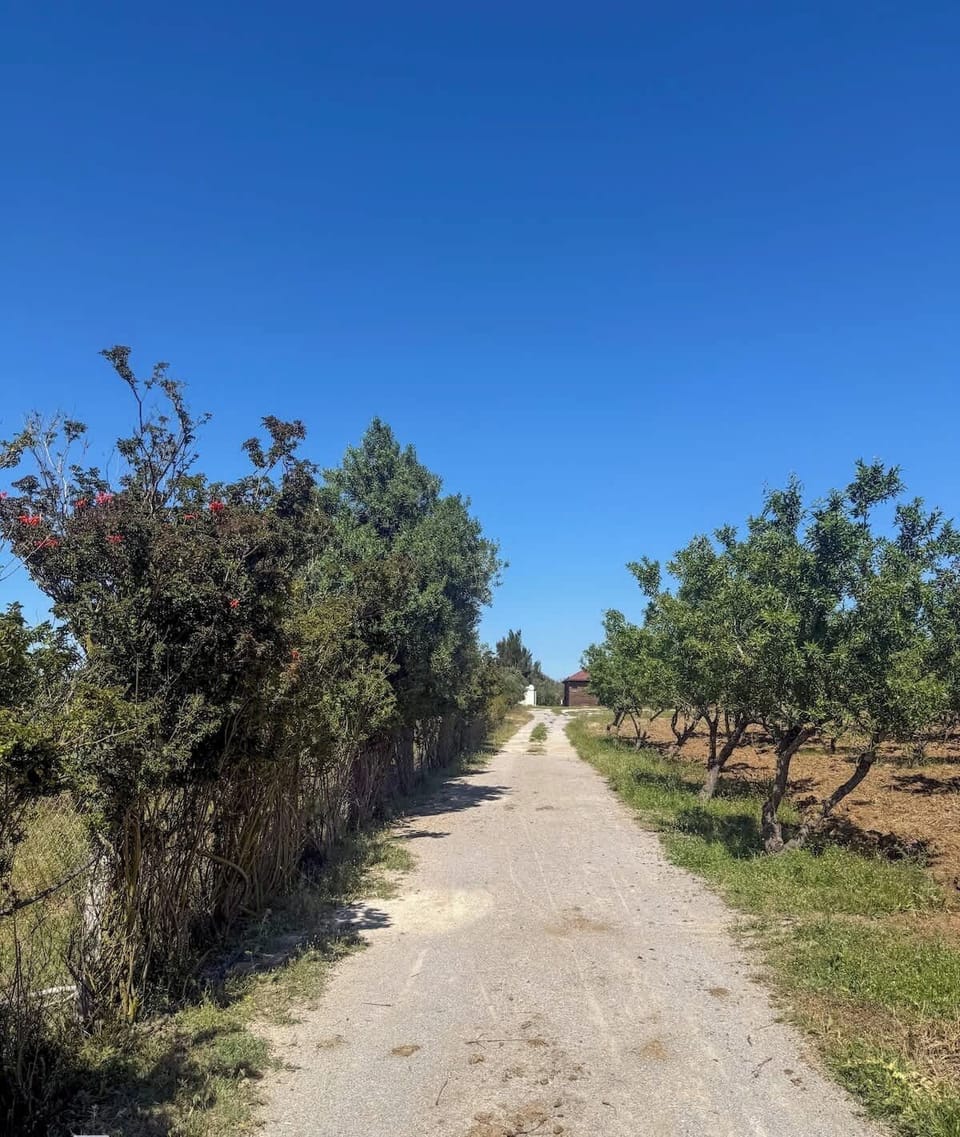 Sentier de campagne entre haies et ciel bleu. Parfait pour les promenades du matin, les jeux des enfants ou les couchers de soleil.