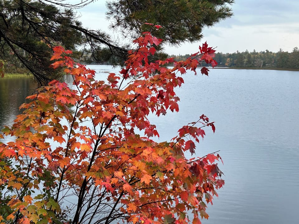 Fall colours