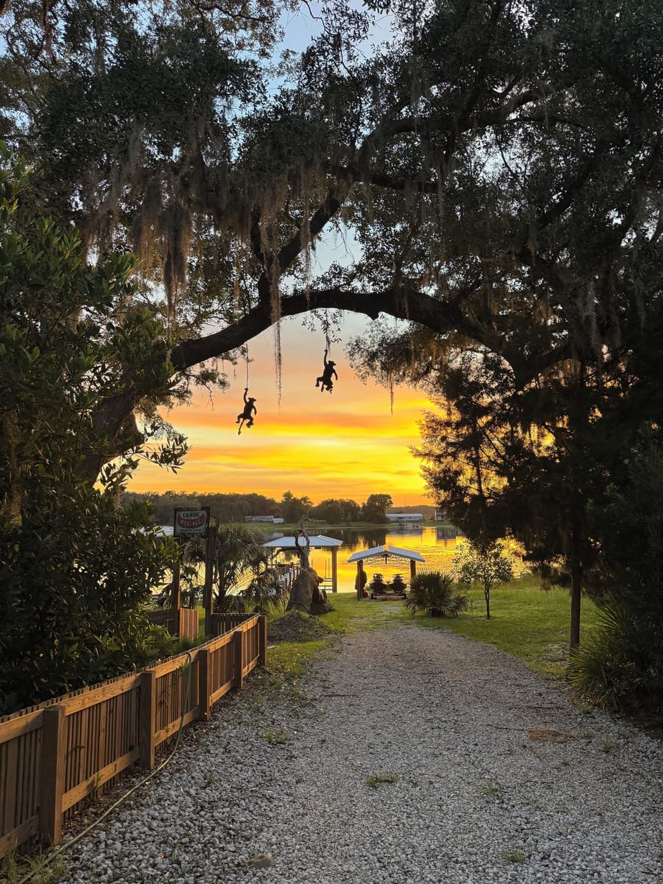 Topiary Monkeys hanging from trees at sunset.