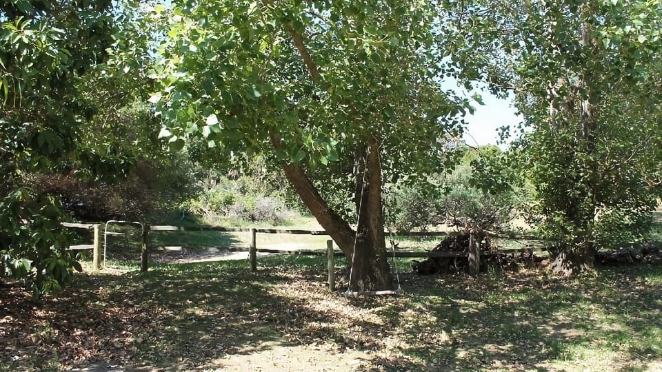 Mature trees in the garden