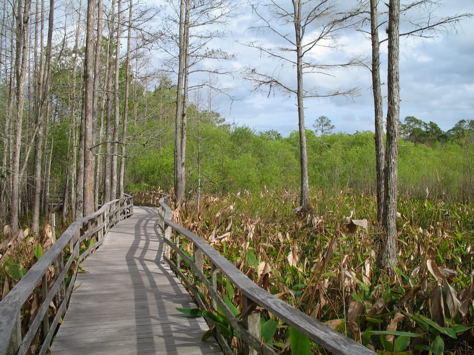 Corkscrew Swamp Sanctuary